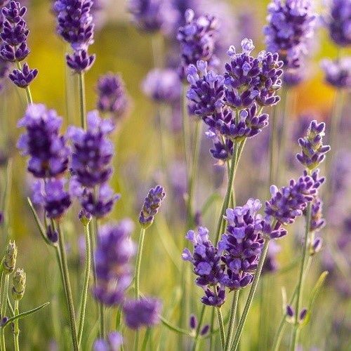 Lavandula angustifolia Munstead - Pb3/Pb5