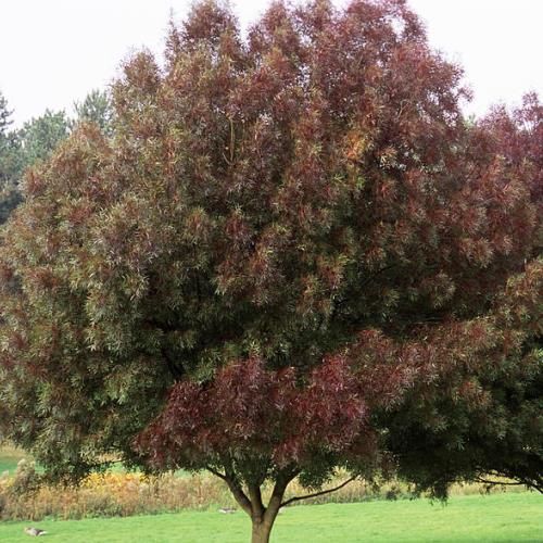 Fraxinus angustifolia, Narrow-Leaved Ash - Pb28