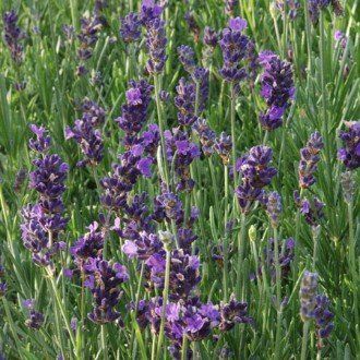 Lavandula intermedia Dilly Dilly - Pot