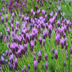Lavandula stoechas Avonview - Pb5
