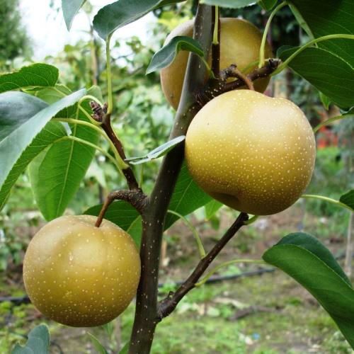 Nashi Triple Hosui/Nijiseiki/Shinseiki