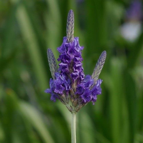 Lavandula pinnata Sidonie - 2Ltr/3Ltr