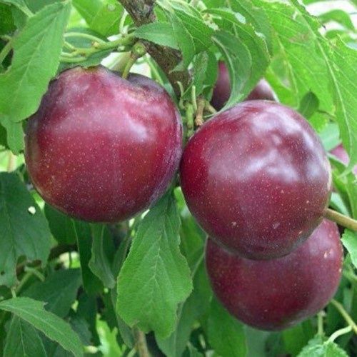 Plum Double Black Doris/Billington