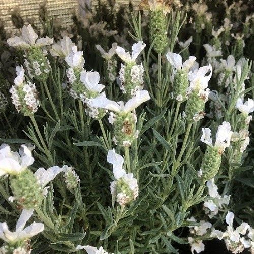 Lavandula stoechas Snowman - Pb5