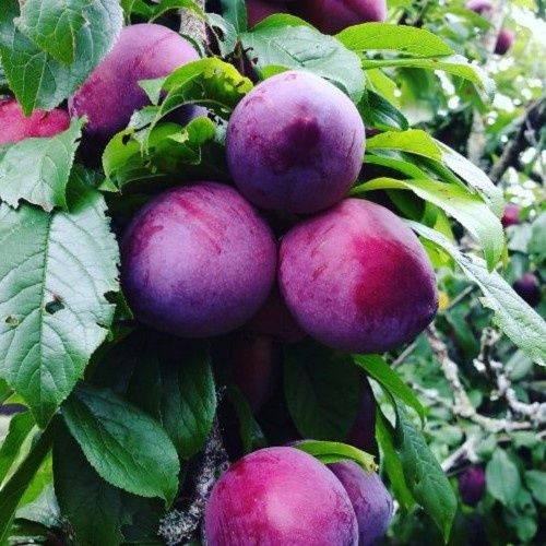 Plum Triple Black Doris/Billington/Omega - Pb18