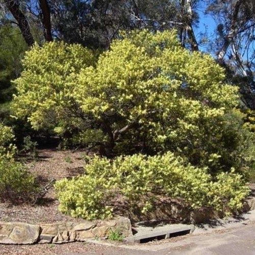Acacia floribunda, Gossamer Wattle - Pb6.5