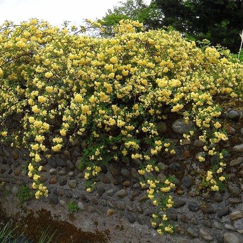 Rosa banksiae Lutea, Lady Banks Rose - Pb5/2Ltr