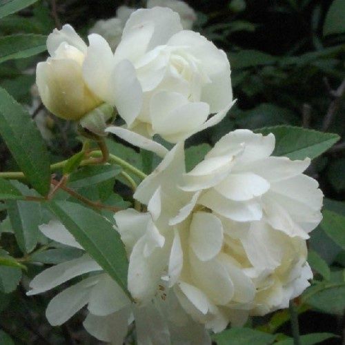 Rosa banksiae The Pearl - 2.5Ltr