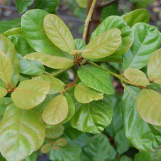 Beilschmiedia taraire - pb6.5