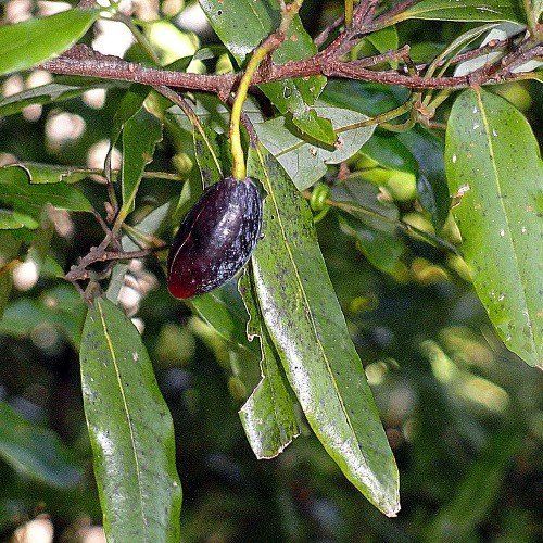 Beilschmiedia tawa, Tawa - Pb5/Pb6.5