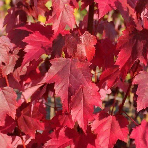 Acer rubrum Brandywine, Red Maple - 2.2m