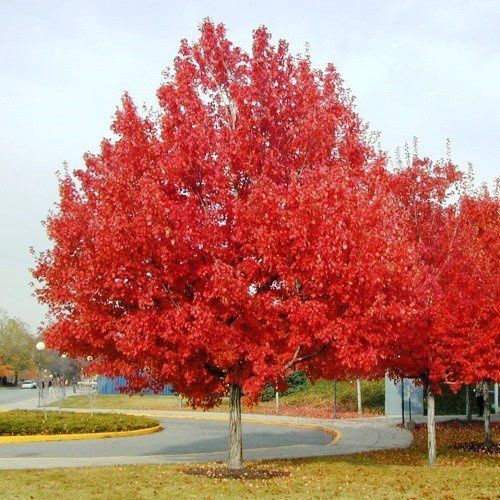 Acer rubrum, Red Maple - Pb12
