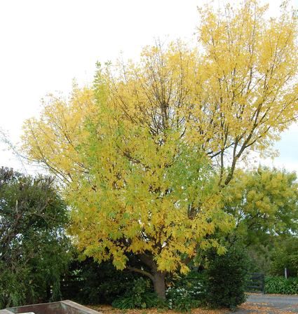 Fraxinus velutina Golden Glow - Pb18