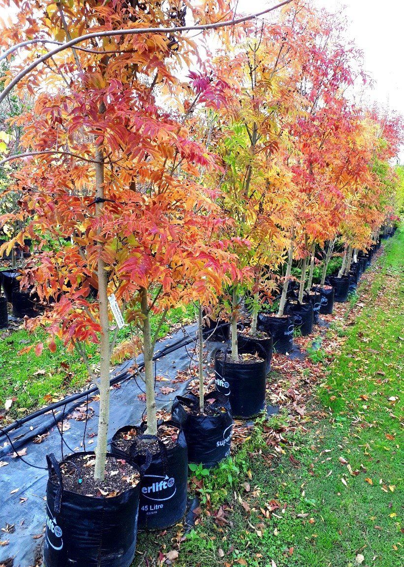 Fraxinus excelsior Green Globe - Pb18-28