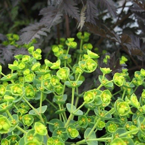 Euphorbia portlandica Dolce Vita, Portland Spurge - 1.4Ltr