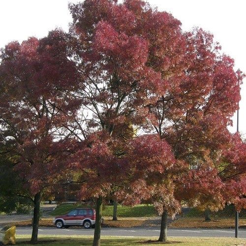 Fraxinus Raywoodii, Claret Ash - 35Ltr