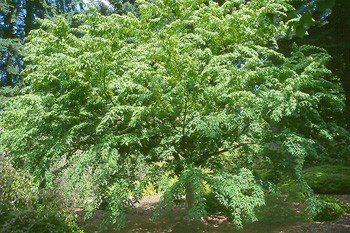 Fraxinus sieboldiana, Chinese Ash - Pb18-28