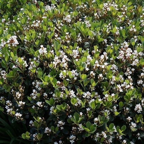 Rhaphiolepis i. Fergusonii, Indian Hawthorn -