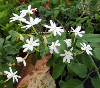 Jasminum azoricum, White Azorean Jasmine