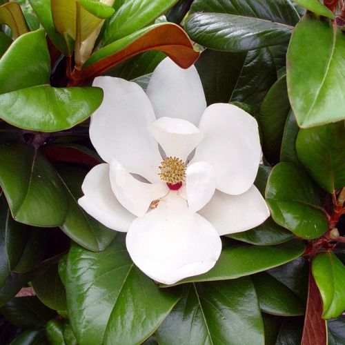 Magnolia Teddy Bear - 25/45Ltr