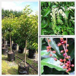 Prunus lusitanica, Portugal Laurel - Topiary standard