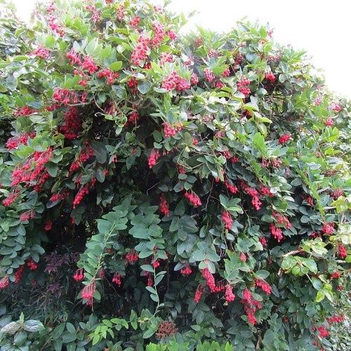 Berberidopsis corallina, Coral Vine - 2.5Ltr