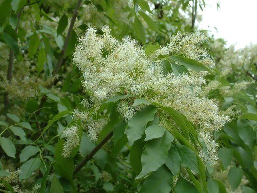 Fraxinus spaethiana, Spaths Ash - Pb18