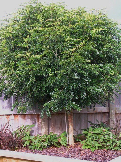 Fraxinus griffithii, Griffiths Ash - 25-35 ltr  1.6-1.8m