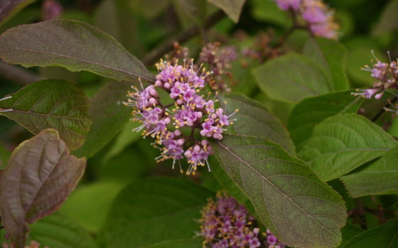 Callicarpa bodinieri - Pb6.5
