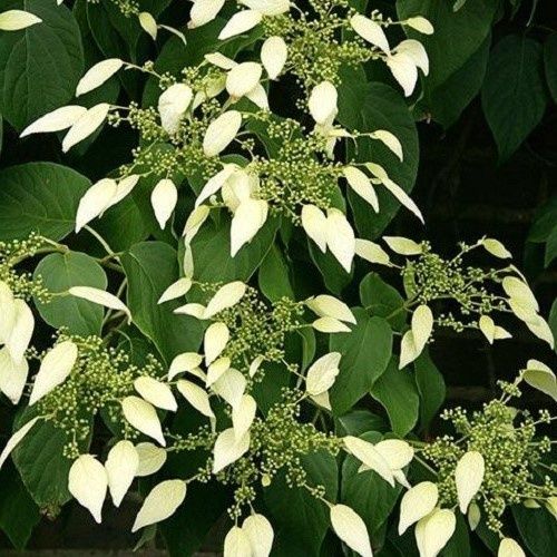 Schizophragma integrifolium, Chinese Hydrangea Vine - 3.5Ltr
