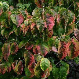 Cornus florida Rainbow - Pb28