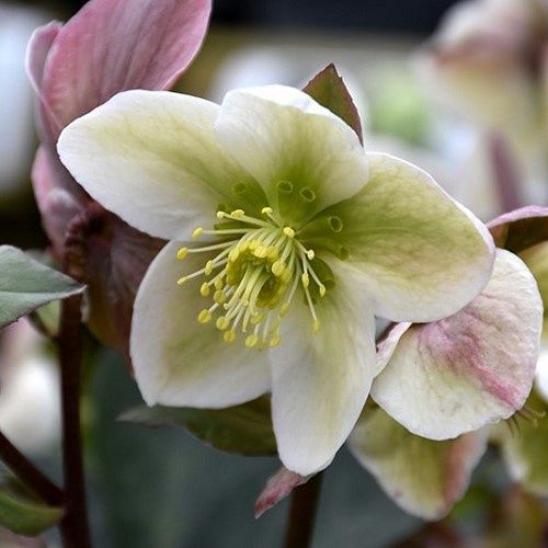 Helleborus Ivory Prince - 2.5Ltr