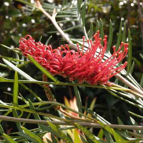 Grevillea Robin Hood - Pb5