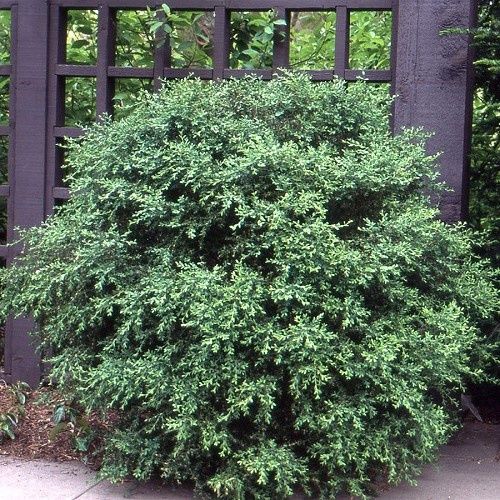 Buxus Koreana - Pot