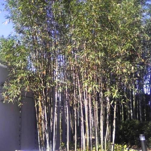 Bambusa oldhamii - Pb8