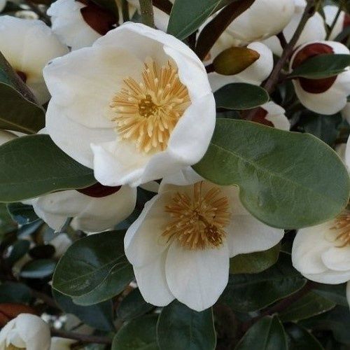 Michelia gracipes - Pb18