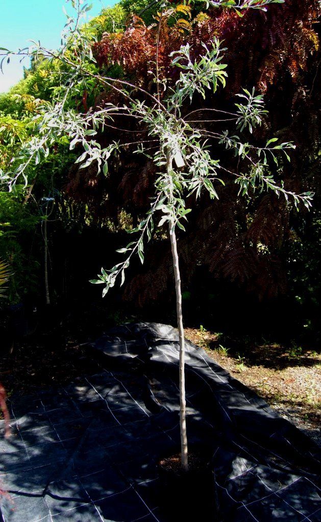 Pyrus Pendula STD, Weeping Silver Pear - 25Lt