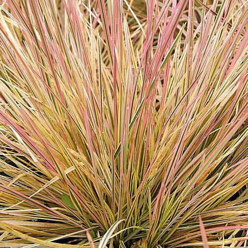 Deschampsia c. Daybreak - 2Ltr