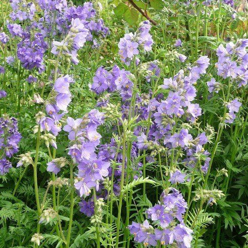 Polemonium caeruleum, Jacob's Ladder - 1.5Ltr