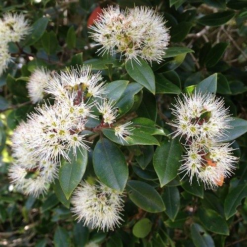 Metrosideros bartlettii, Bartlett's Rata - [Protected Species]
