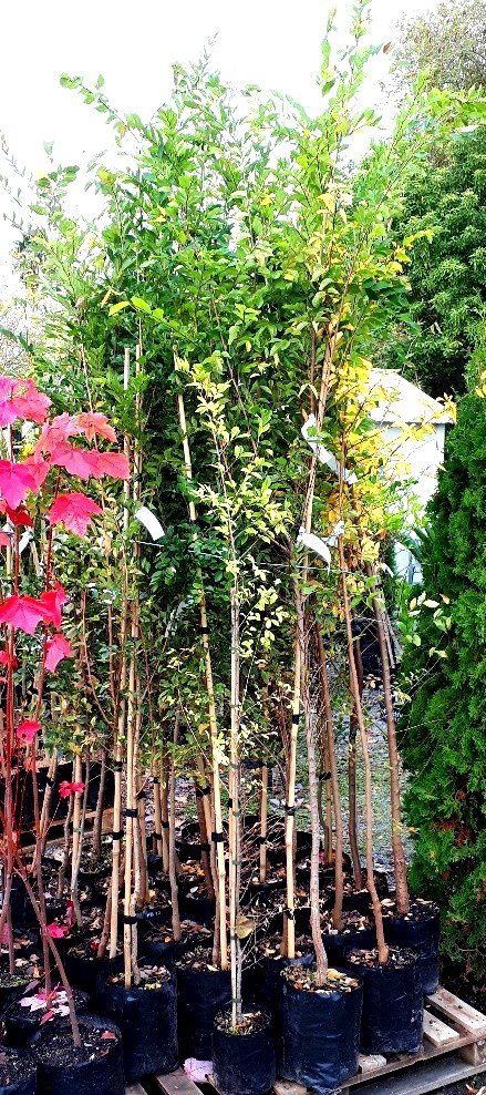 Ulmus parvifolia, Chinese Elm - Pb12 (150/200)