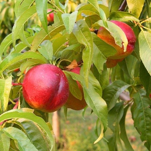 Nectarine Nectar Babe (Dwarf) - Pb18