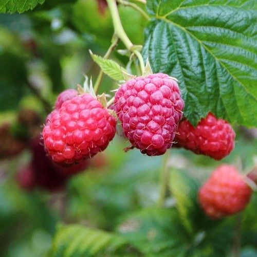 Raspberry Lewis - Ltr1.5/2Ltr