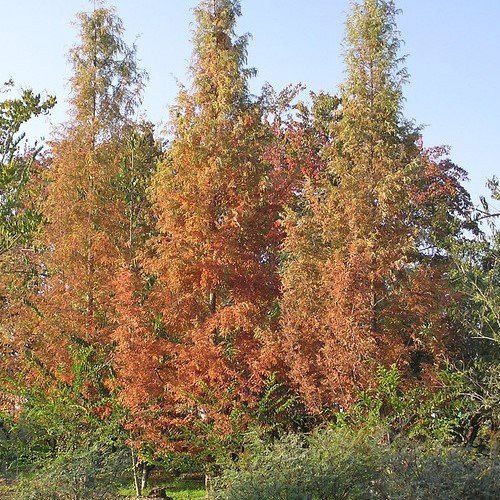 Metasequoia glyptostroboides, Dawn Redwood - Pb6.5