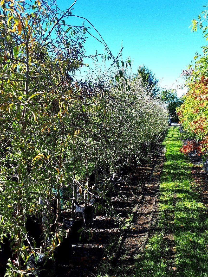 Pyrus Pendula STD - Weeping Silver Pear - 45Ltr