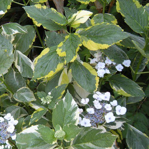 Hydrangea Quadricolor - Pb6.5