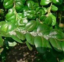 Buxus rotundifolia, Round-Leaved Box - Pot