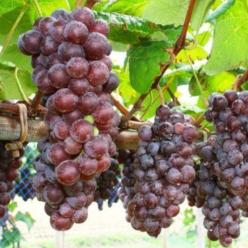 Grape Steuben - Pb6.5  60-70 cm