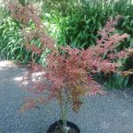 Acer palmatum Shirazz