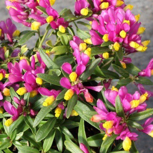 Polygala Little Gold Nuggets - Pb5